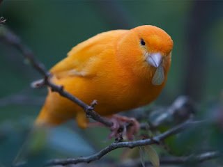 burung kenari2